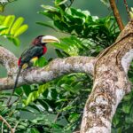 araari-de-humboldt-pteroglossus-inscriptus-toucan_55260283197_o