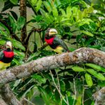 araari-de-humboldt-pteroglossus-inscriptus-toucan_55261580810_o