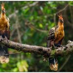 couple-de-hoazin_55294319849_o
