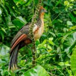 hoazim-hupp_55261408749_o