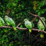 perroquets-amazone-poudre_55260282267_o