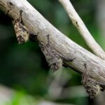 petites-chauves-souris_55261323208_o