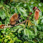 poeppigsilvery-woolly-monkey-lagothrix-lagothricha-poeppigii_55261324113_o