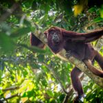 singe-hurleur-d-amazonie_55261574985_o
