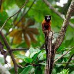 tamarin_55260282317_o